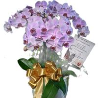 Gambar Table Flower Bunga Meja Anggrek Bulan Bunga Cantik Bunga Fresh 601 dari Gaby Bella Florist Kota Administrasi Jakarta Selatan 5 Tokopedia