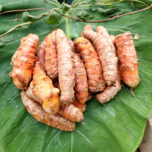 Kunyit Kunir Super Fresh Segar Bersih Tanpa Tanah