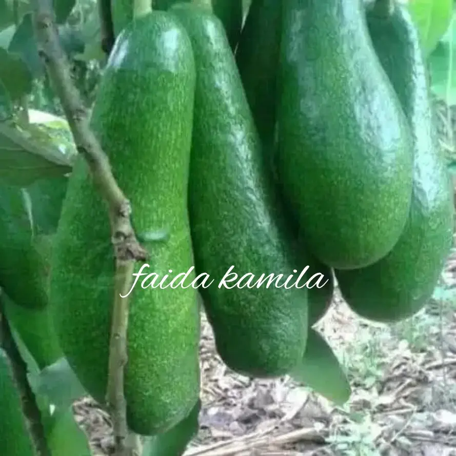 benih/bibit buah alpukat kelud