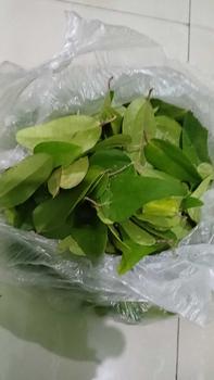 Product Review of artificial 100 daun cincau jelly tanpa bulu., cincau rambat (tanpa bulu) lansung metik from S**a 0