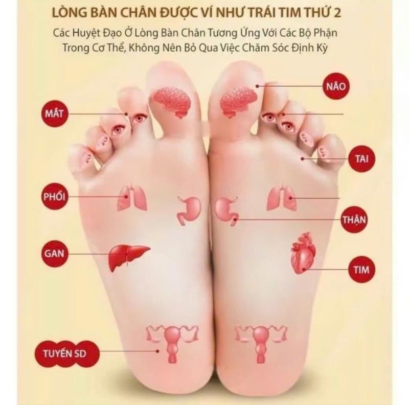 Product Introduction of ( Mua 5 Tặng 2) Combo 5 Hộp Miếng Dán Chân Ngải Cứu Ông Lão Bắc Kinh - 50 Miếng 1 Hộp Tặng 2 Hộp 24 Miếng Dán Cổ Vai Gáy Đa Năng 8