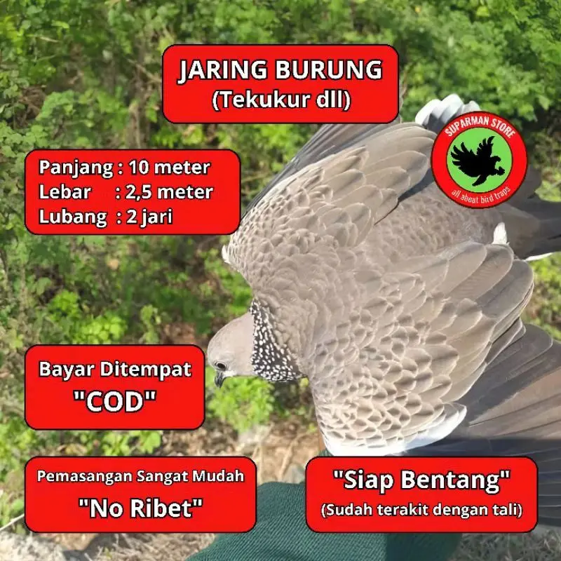 JARING BURUNG TEKUKUR JARING BURUNG DERKUKU JARING BURUNG DEKUKU JALA PIKAT BURUNG TEKUKUR KLANTAN JARING BURUNG TEKUKUR KLANTAN JALA PIKAT DEKUKU KLANTAN JARING PIKAT DERKUKU KELANTAN JARING JALA PIKAT BURUNG TEKUKUR KLANTAN JARING TEKUKUR