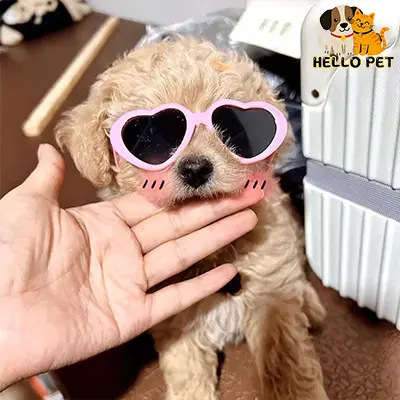 Kính Thú Cưng, Kính Tình Yêu Thời Trang, Dành Cho Mèo Và Chó, Kính Râm Chụp Ảnh, Phụ Kiện Thú Cưng 0