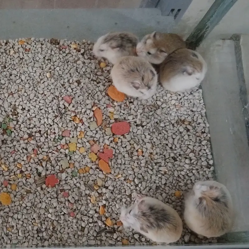 Pasir Zeolit Tatal Serut Kayu | Alas Pasir Hamster Landak Mini Kucing 5