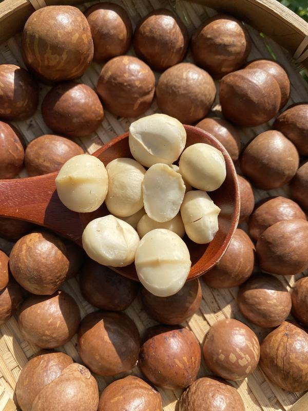 NHÂN MACCA VỠ ĐÃ SẤY - ĂN LIỀN HOẶC LÀM SỮA HẠT HÀNG MỚI - HANA BAN MÊ