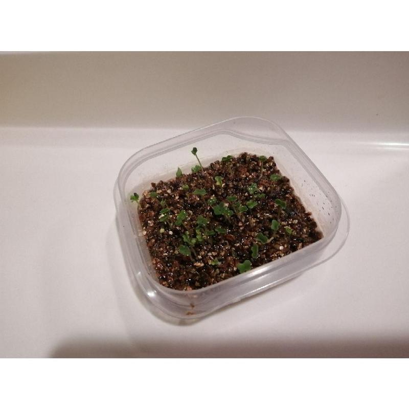 [2L, 4L] Vermiculite For Planting / Gardening / Mixing Into Soil 1