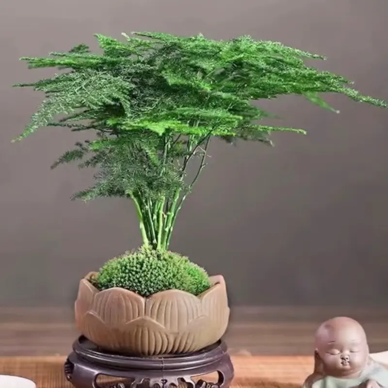 Asparagus Fern Tanaman pot bunga dalam ruangan bonsai rang tamu kantor desktop tanaman hijau kecil mudah tumbuh awan bambu hijau sepanjang tahun-Pothos palsu