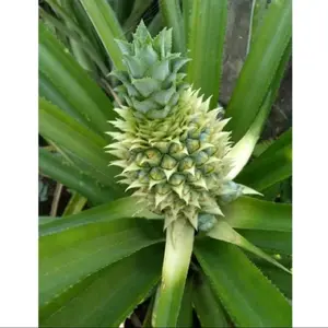 buah nanas muda hijau kecil || pelancar h4id alami