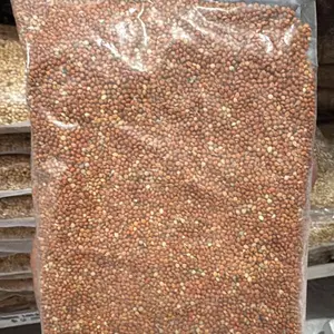 Jemawut Organik Berkualitas Tinggi untuk Pakan Burung Sehat dan Nutrisi Optimal