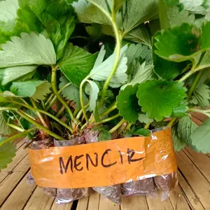 10 bibit mencir siap tanam // bibit strawberry jumbo paket hemat