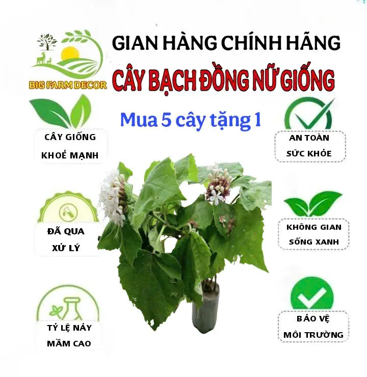 combo 5 cây bạch đồng nữ giống