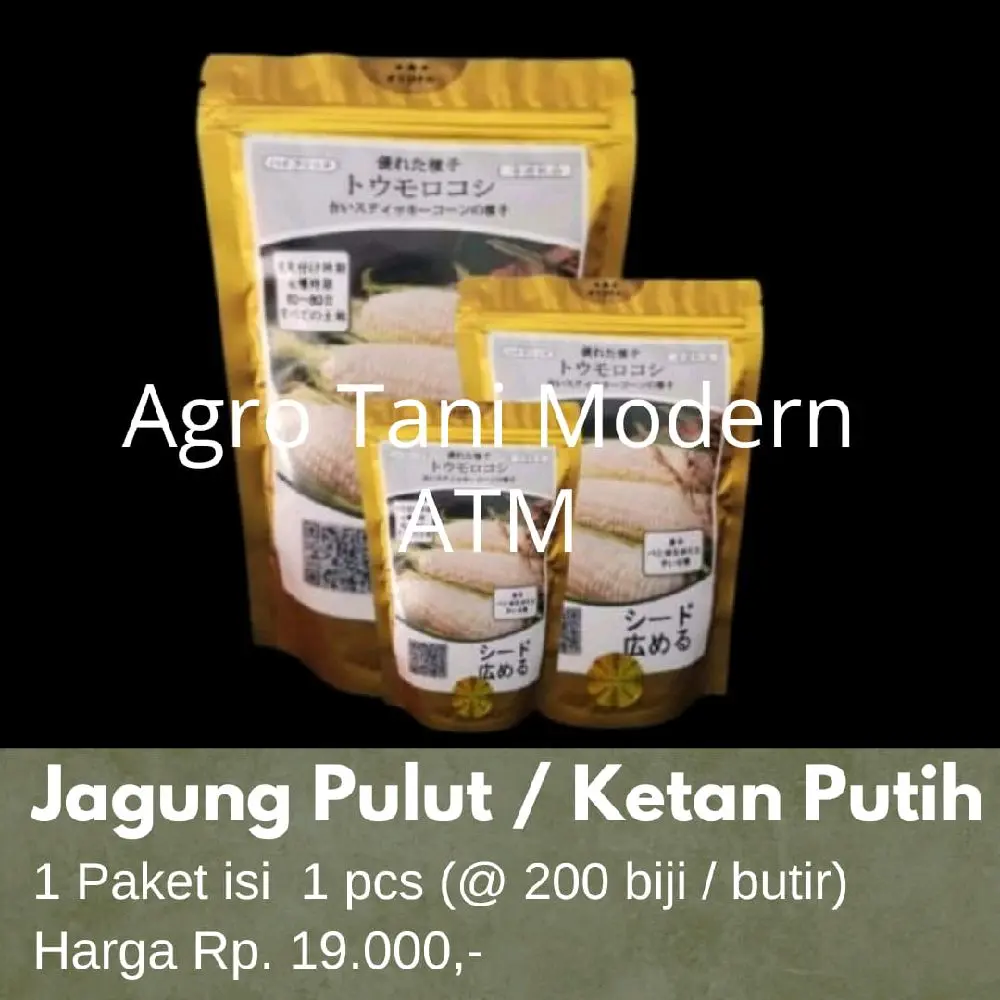 Benih Jagung Jepang Pulut / Ketan Putih (isi 200 biji)