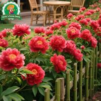 Gambar 20 Biji Benih Bunga Peoni Bonsai Untuk Menanam Tanaman Bunga Peoni Untuk Berkebun Berkebun, Bibit Bonsai, Menanam Bunga, Dekorasi Taman Luar Ruangan Peony Flower Seeds - 4 Paket  dari Benih Pilihan Alam Kota Administrasi Jakarta Pusat 5 Tokopedia