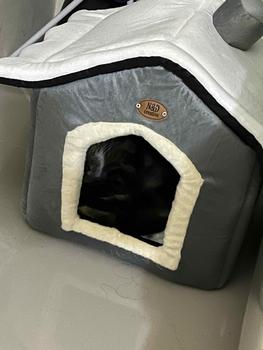 Product Review of Rumah Kucing dan Anjing Pet House from C**️ 0
