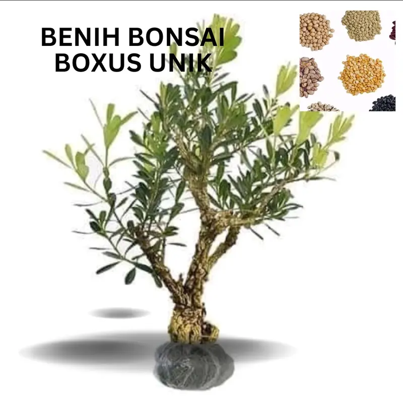 Benih Boxus (Bbt Boxus) - Bahan Bonsai Unik 0