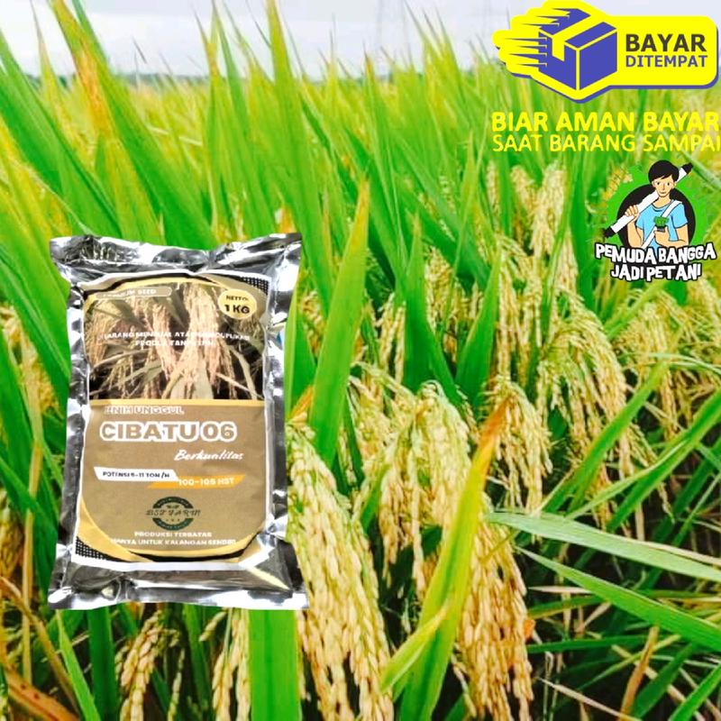 BENIH PADI CIBATU1KG (pengusaha tani@09) 2