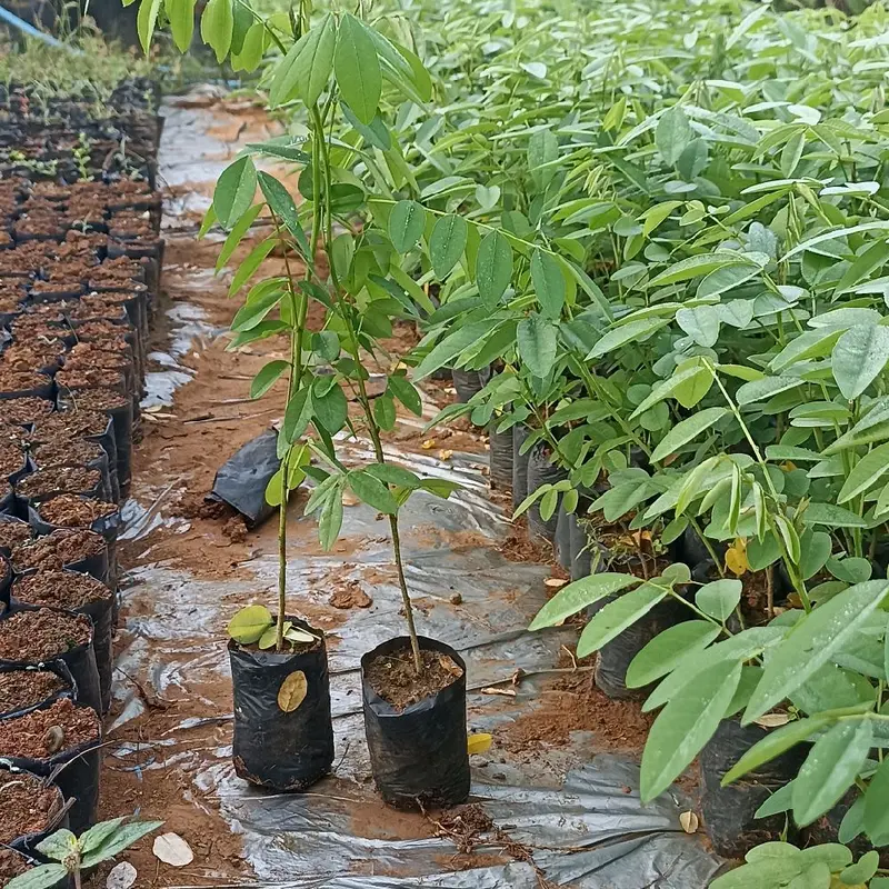bibit tanaman indigofera pakan ternak bergizi tinggi 0