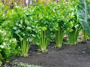 Biji Benih Tanaman Sayur Seledri Isi Ratusan, biji seledri, biji daun seledri, benih seledri, benih sayuran murah,