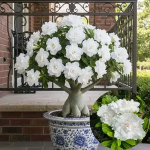 Tanaman Hias Adenium Kamboja Jepang Bunga Tumpuk Warna Putih Bersih Kode POHON HS.DW.JWS.TWT Pot Ukuran 15 Cocok untuk Hiasan dan Koleksi Bunga Adenium Putih Bersih