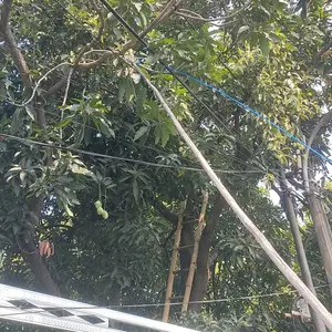 Gunting Dahan Galah Batang Ranting Tarik Pisau Tali Petik Buah Pohon Tinggi Pruning Scissors Shears