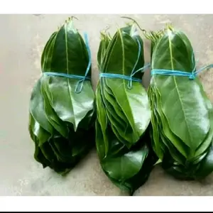 Daun Sirsak Segar 100 lembar - Kaya Manfaat, Segar Langsung dari Petani, Bisa untuk Kanker
