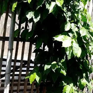 Pupuk Npk 16 16 16 Kemasan Repack Kiloan 1kg Penyubur Bunga Daun dan Buah