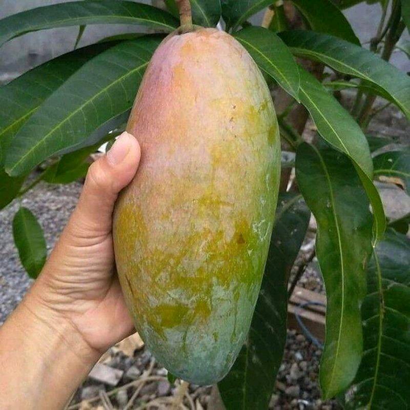 benih / bbt mangga kiojay jumbo 0