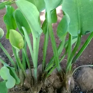 bibit genjer jumbo siap tanam,paket 10 batang +bunus 2 batang
