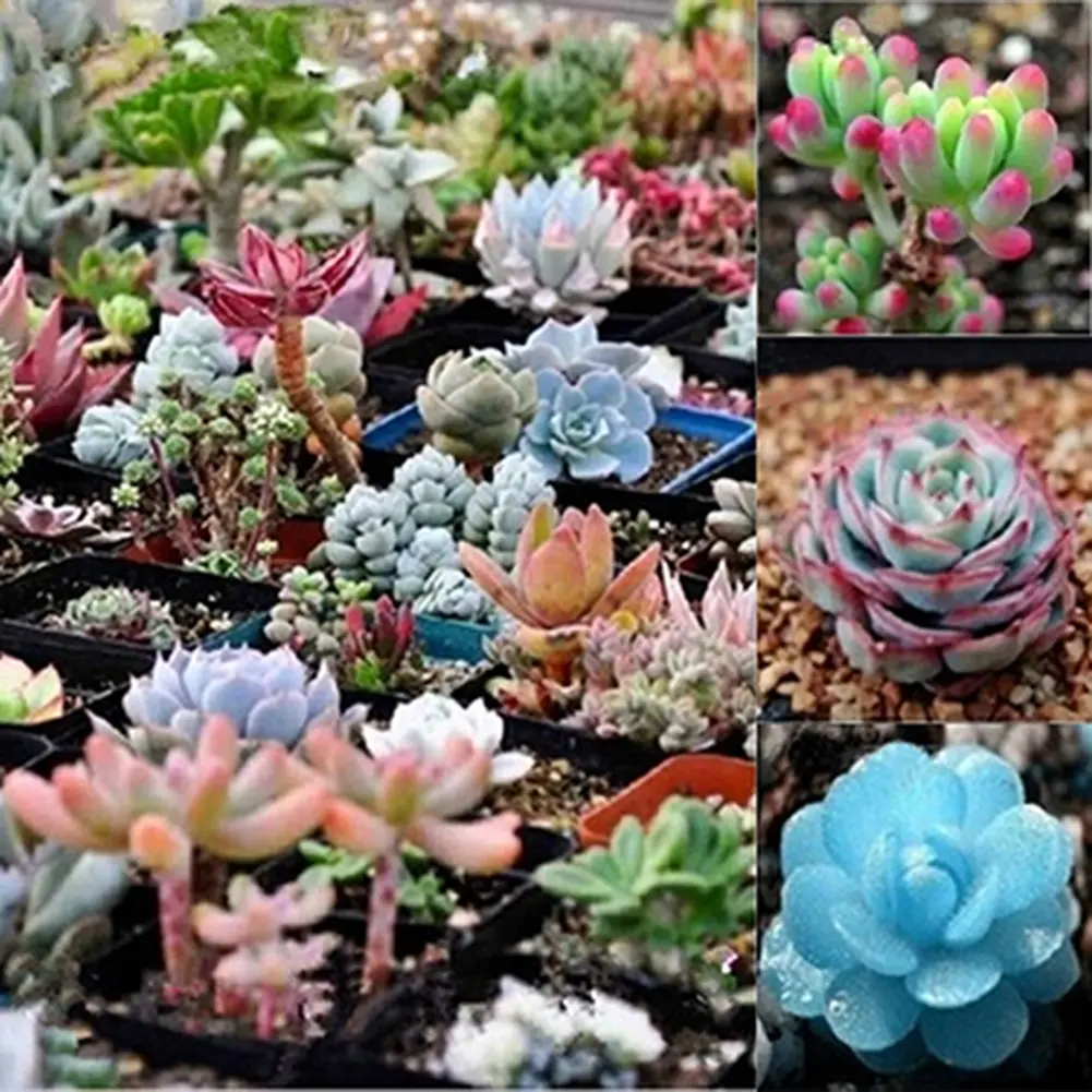 Ghostun- 150Pcs Rare Succulent Perennial Plant Seeds Home Garden Balcony Bonsai Decor