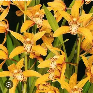 Anggrek tanah berbunga cantik dan rimbun isi 2 pot