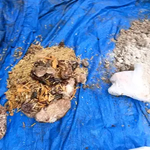 p1 snack bs pakan ternak.buat pelet