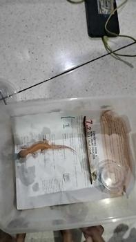 Product Review of P4tung Gambargecko viral di indo from M**a 0