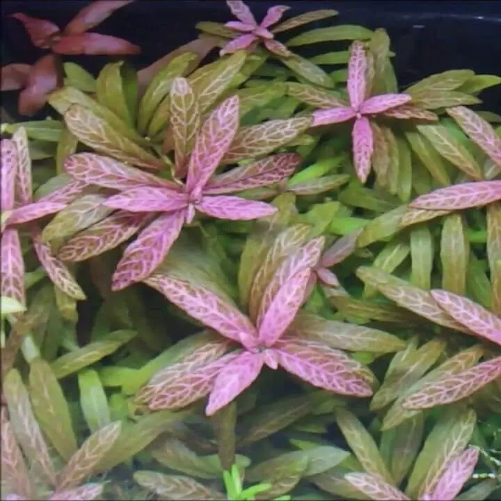 Hygrophila Polysperma sunset ( Tanaman Aquascape Tumbuhan Air Hiasan Aquarium ) 2