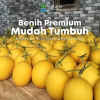 Gambar INFARM - Benih Melon Lemomelo Unggul, Bibit Buah Melon Golden Super Bibit Buah Melon Berkualitas dari Infarm Kota Surabaya 5 Tokopedia
