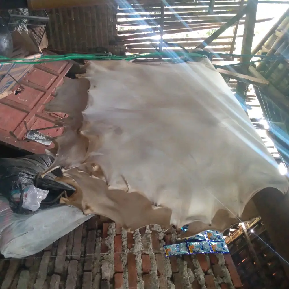 kulit kambing kering bersih natural(besar)alat musik rebana