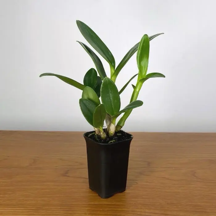 Anggrek Dendrobium Jade Fancy - Tanaman Hias dengan Daun Sehat dan Batang Besar - Gambar, Bunga, Jamur 4