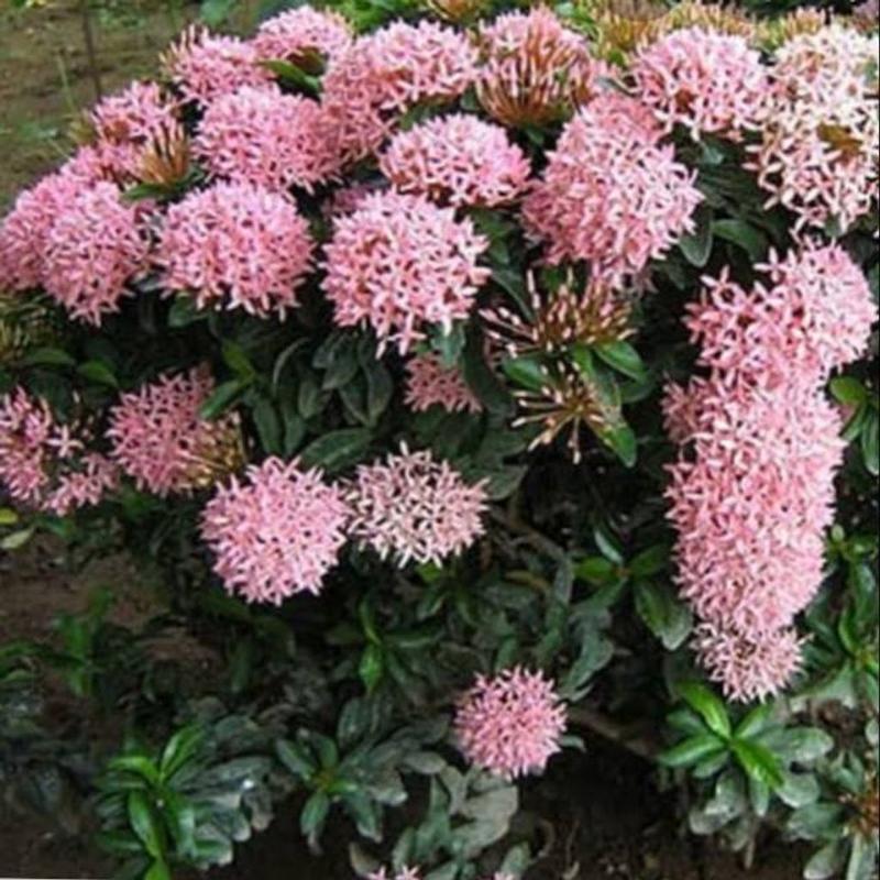 Ixora Pink (Ixora coccinea) - - Pokok Bunga Soka Merah Muda - TikTok ...