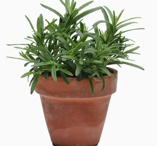 Imported rosemary seeds four seasons herb spring plants easy indoor balcony potted flower seeds rapeseed