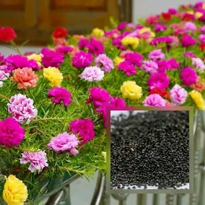 BENIH BUNGA MOSSROSE PORTULACA ISI 500 BUTIR