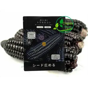 ± 100 BUTIR BIJI / BENIH JAGUNG KETAN HITAM KEMASAN PREMIUM KUALITAS SUPER