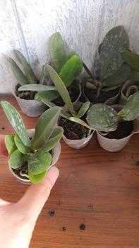 Product Review of RIEKE ARTIFICIAL PLANT ANGREK CATTY 6 PCS - KUALITAS TERJAMIN ESTETIK from l**e 1