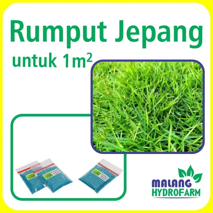 Benih Rumput Jepang Unggulan Berkualitas Biji Bibit Repack Untuk 1 M Terbaru