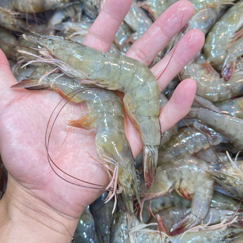 Malaysia fresh glass prawn (Sea Farm prawn) (S,M,L) - TikTok Shop Singapore