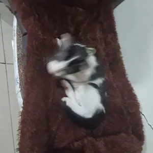 Tempat Tidur Kucing Anjing Kelinci Super Jumbo (60cm x 60cm) Lembut Halus serta Menghangatkan