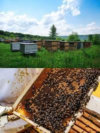 Gambar Beehive frame stainless wire kawat pengikat bingkat sarang lebah madu dari Maharaja Coffee Kota Administrasi Jakarta Pusat 4 Tokopedia
