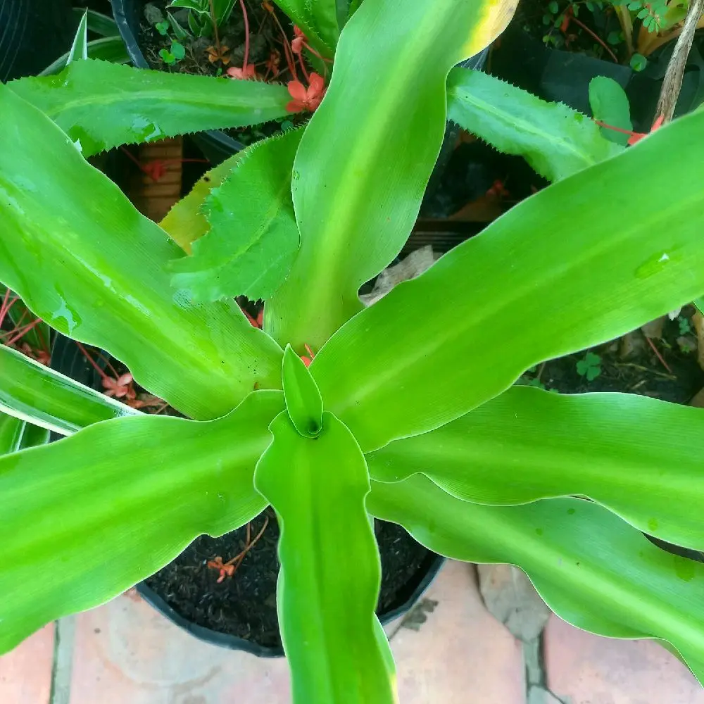 Cây trinh nữ hoàng cung giống, củ giống(cây dược liệu)