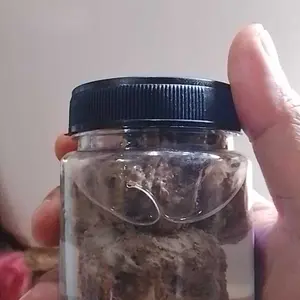 pulut lem jbk burung anti gagal