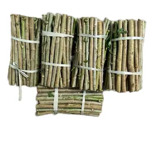 Paket hemat 100 stek Bibit telo papua daun jari-jari  panjang 20 cm