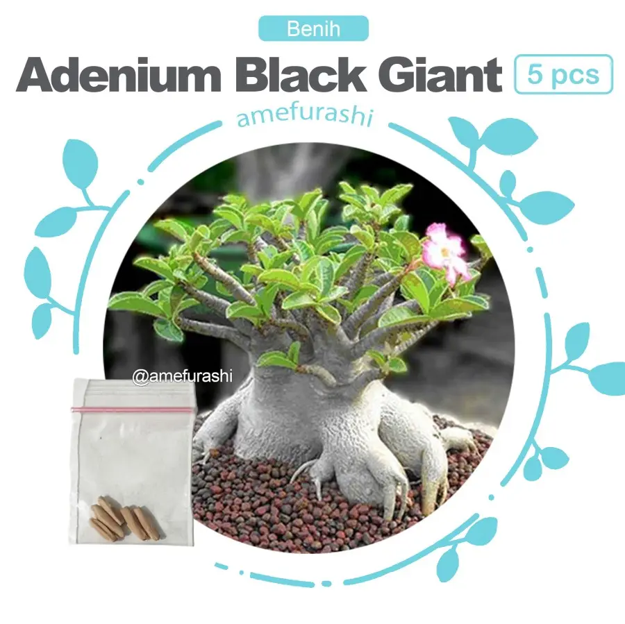 Benih Bunga Adenium Black Giant Benih Berkualitas dan Termurah