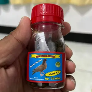 Jamu Merpati Kolong Mutiara Jablay
